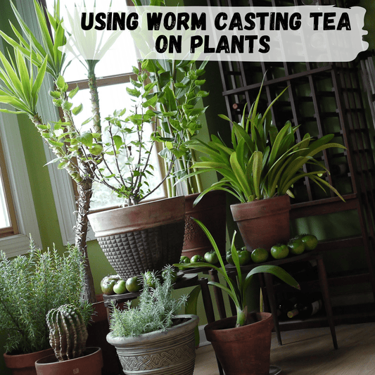 Using worm casting tea on plants