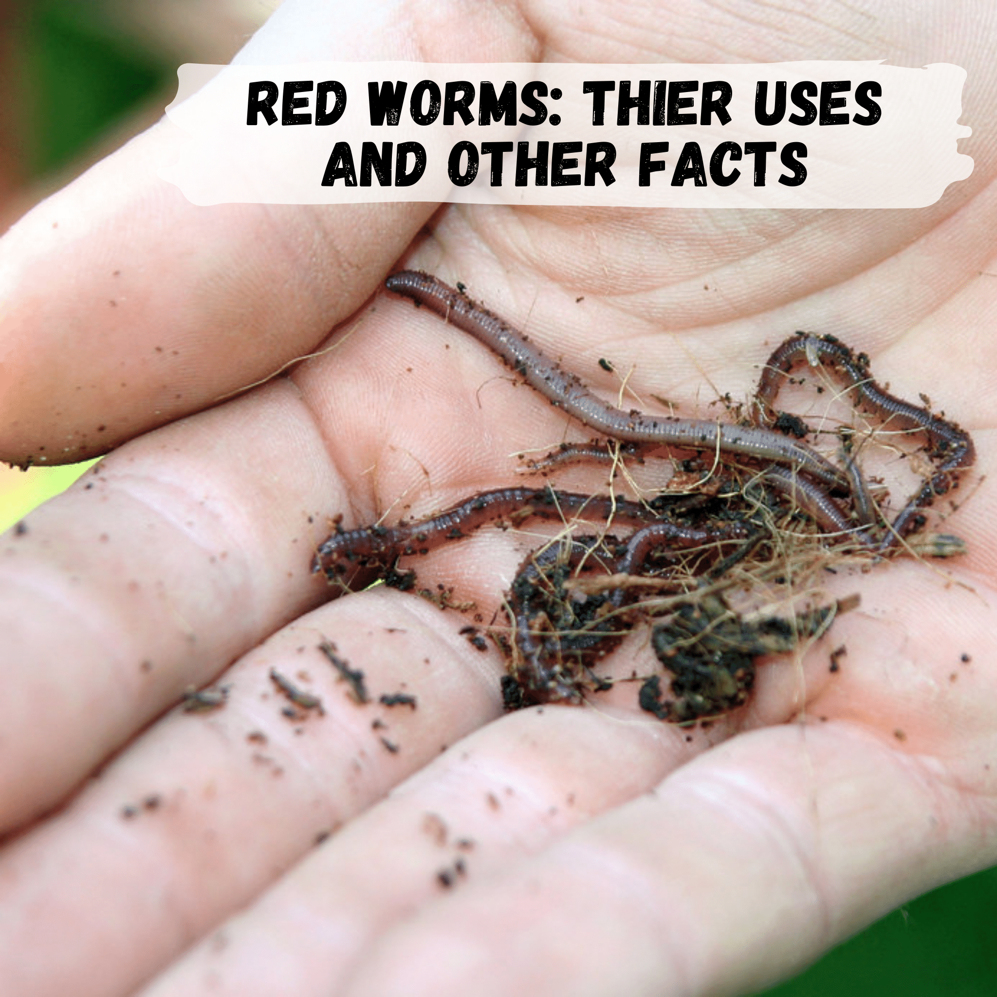 Red worms: Their uses and other facts – WormBucket
