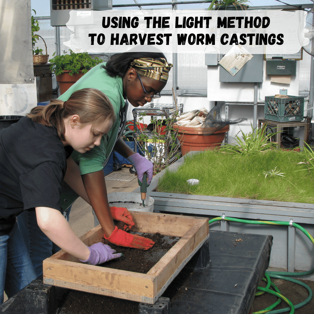 two girls in a greenhouse harvesting worm castings