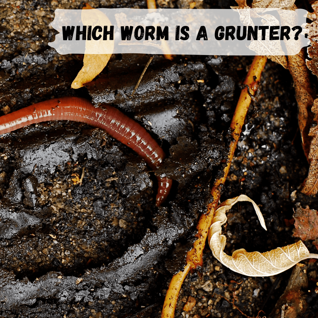 close up of worm in the dirt with leaves and sticks