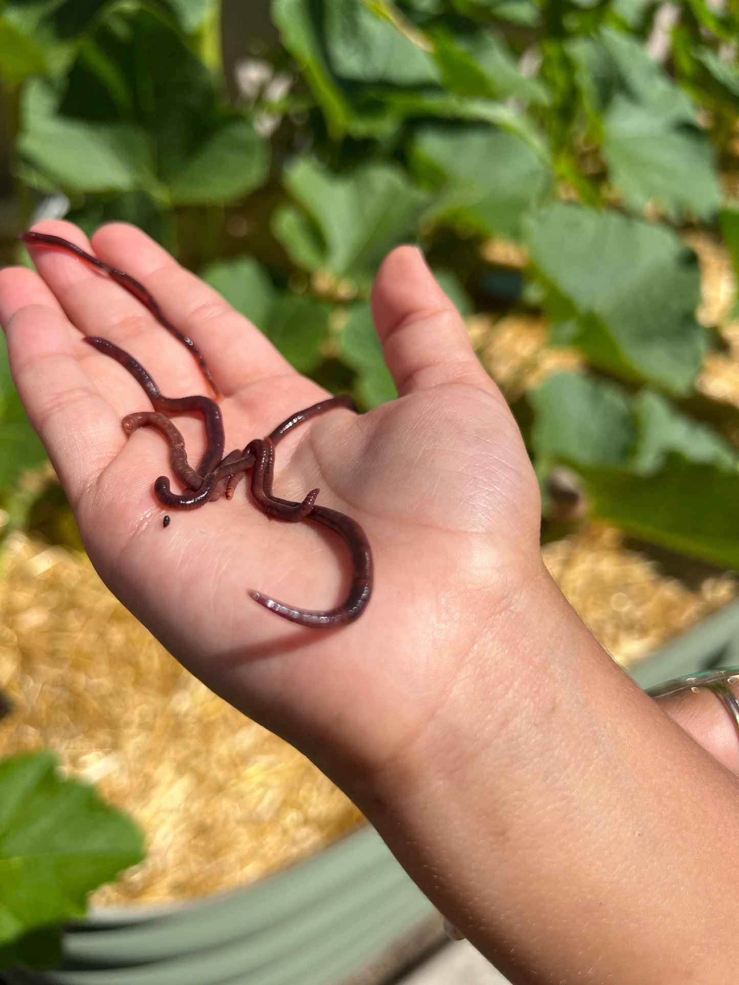 Pure Red Wiggler Composting Worms (SC)