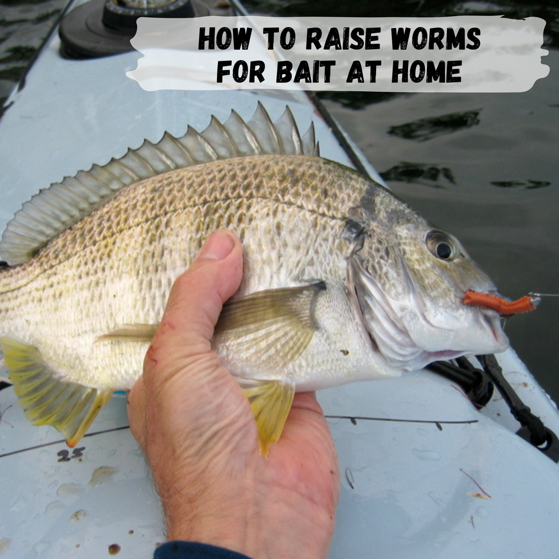 What is the best fishing bait to use if I don't want to kill worms