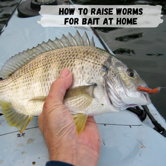 How to raise worms for bait at home
