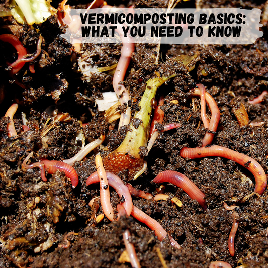 Vermicomposting Basics: What You Need to Know About Composting with Worms