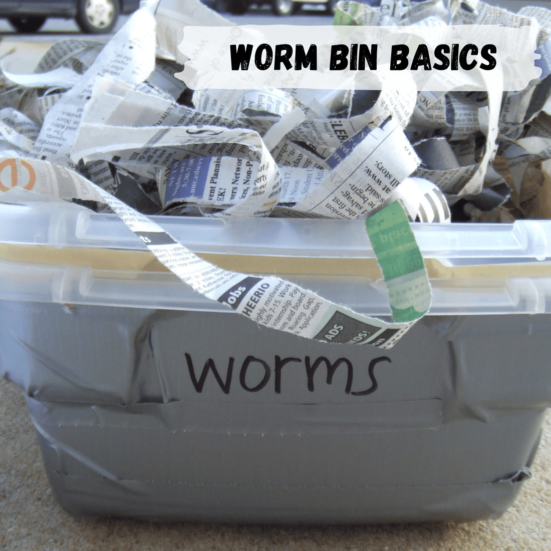 Worm Bin Basics