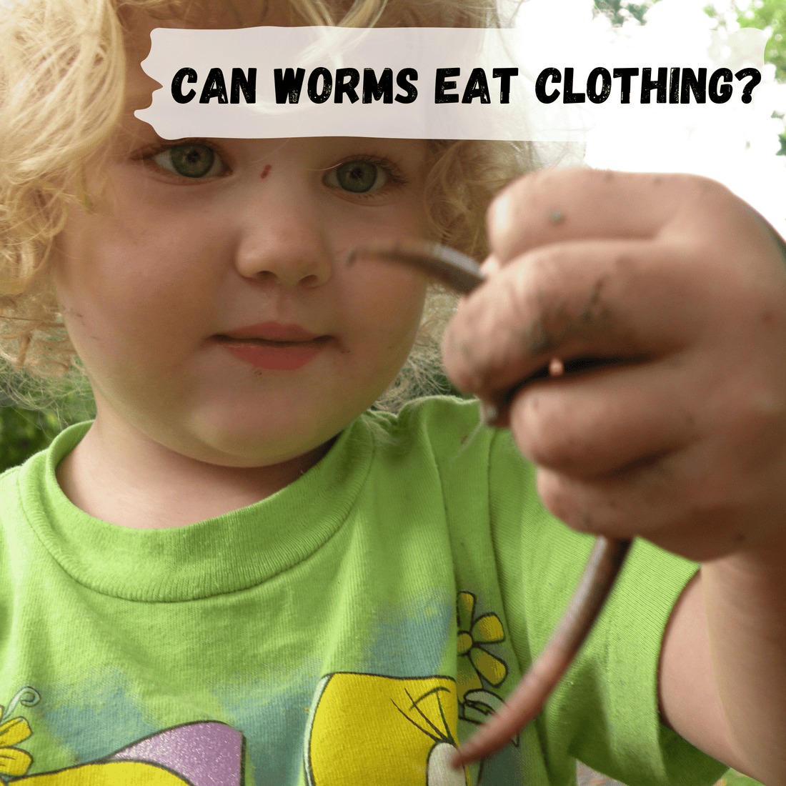 Can worms eat clothing?