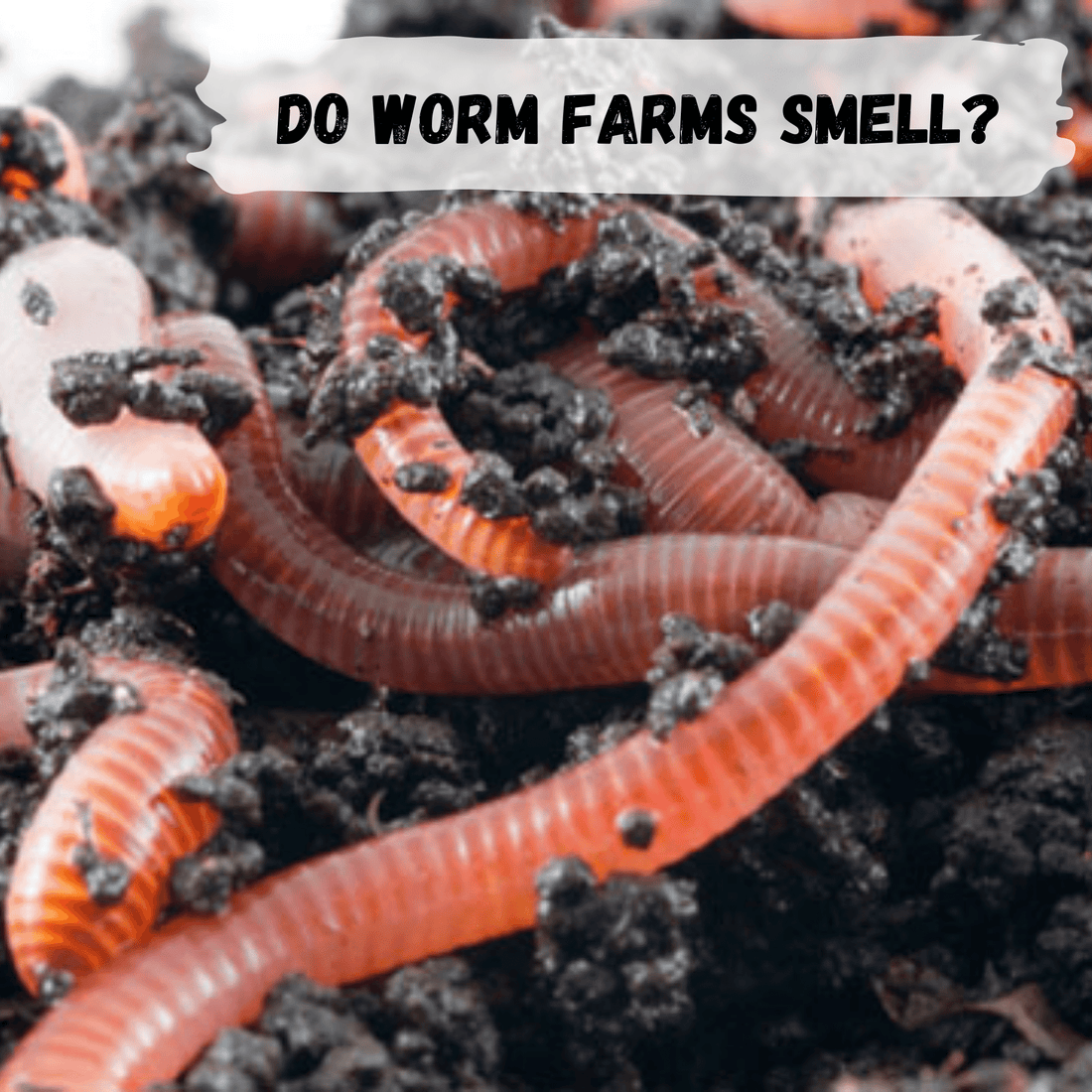 Do worm farms smell?