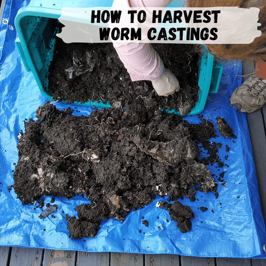 How to harvest worm castings