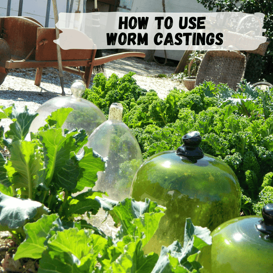 How should I use my harvested worm castings?