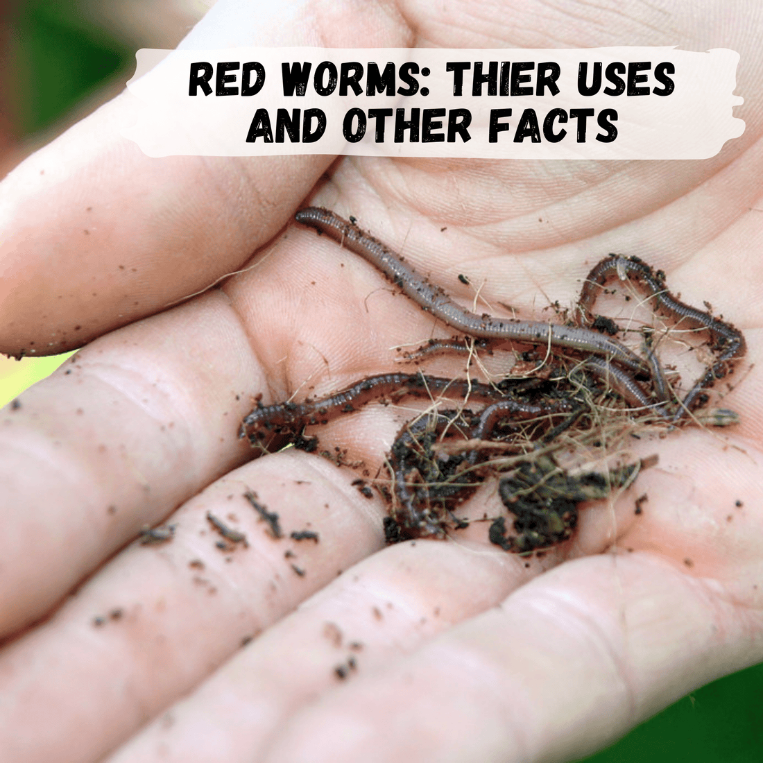 hand close up holding red worms