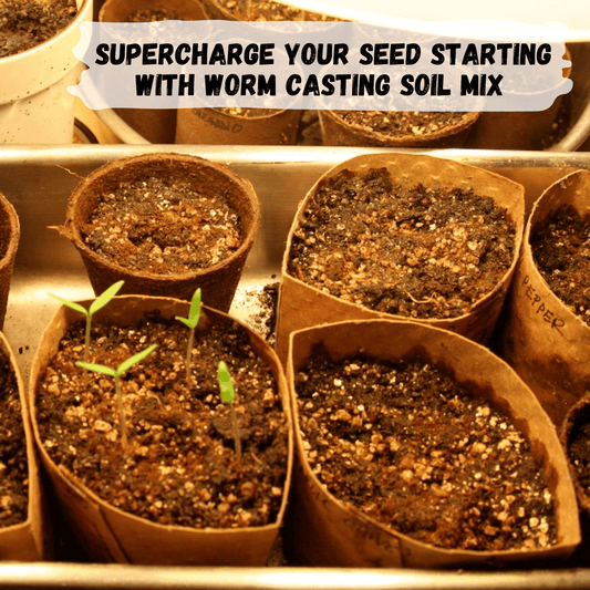 seedlings sprouting in organic diy seed starter