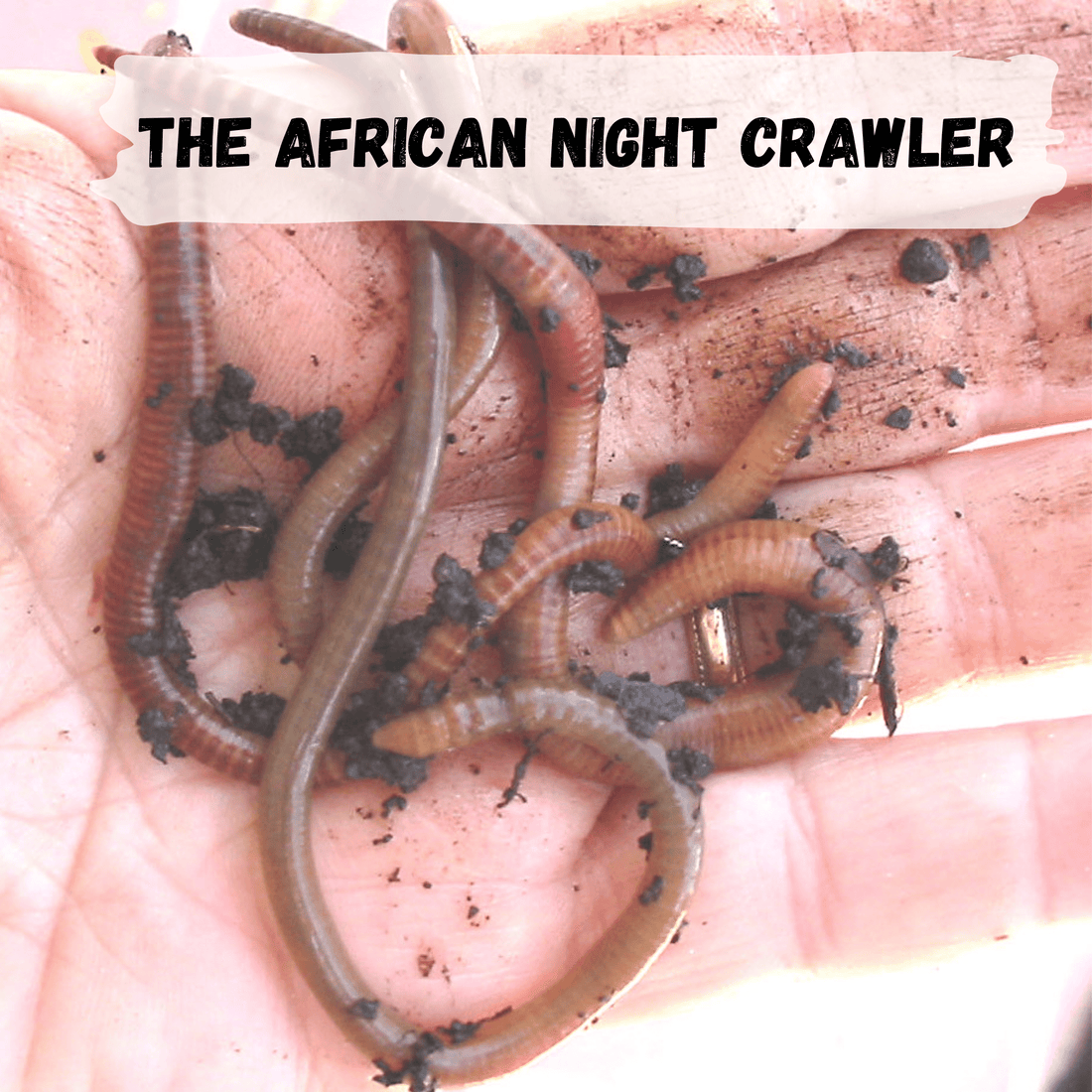 European Nightcrawlers - Large Gardening, Composting, and Bait
