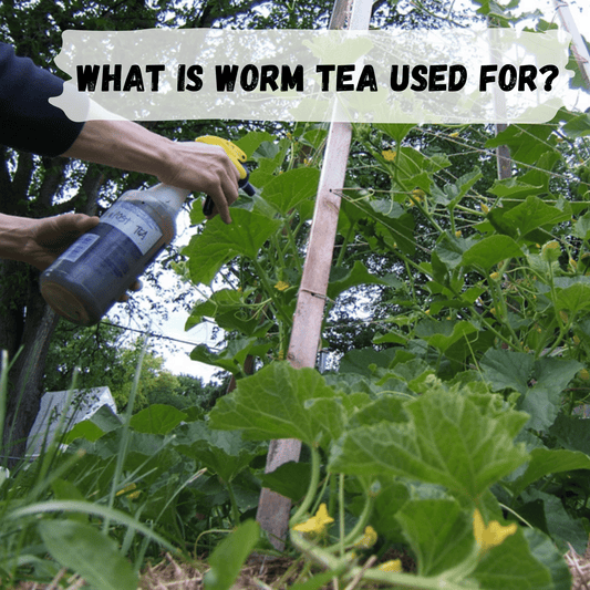 person spraying worm tea on vegetable garden from a spray bottle