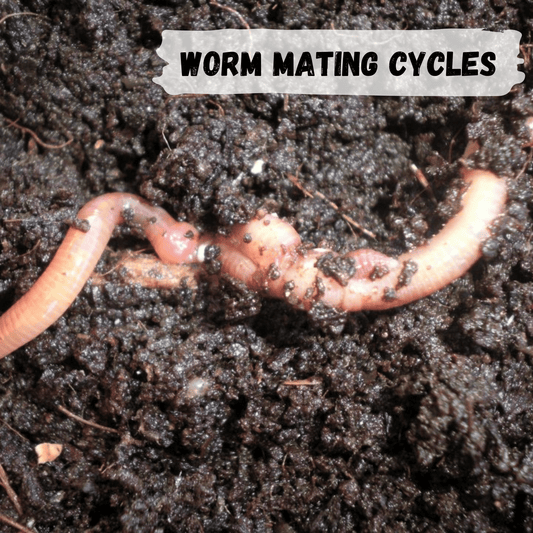 Understanding Worm Mating Cycles