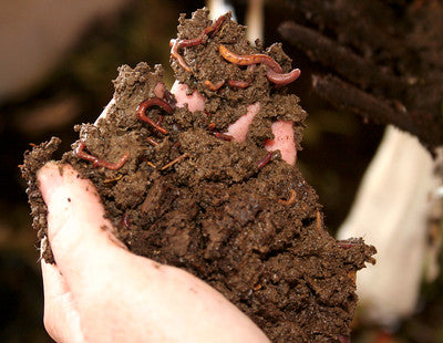 Worms inside of worm castings during the vermicomposting process. Worm Composting in a worm farm creates a usable, organic soil amendment called worm castings which are helpful to plants and gardens.