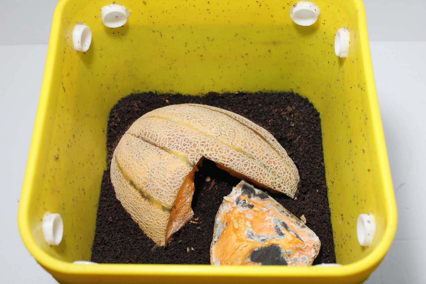 Worm Bucket composter being used to compost a cantaloupe.