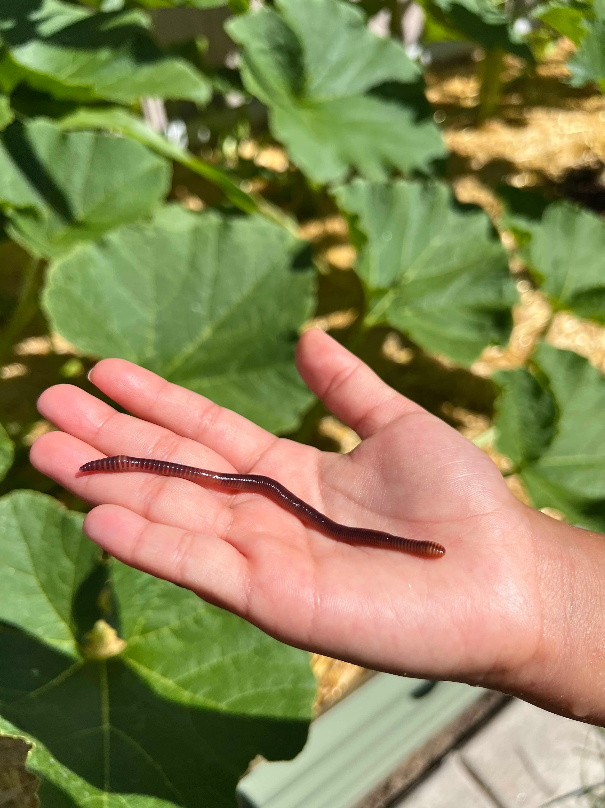 Red Wiggler Composting
